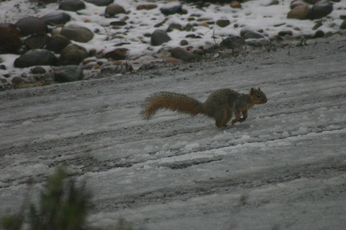 Fox Squirrel on the Road