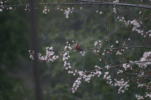 Finch in the Blossoms 1