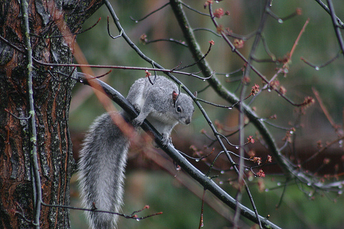 Gray Squirrel in the Tree