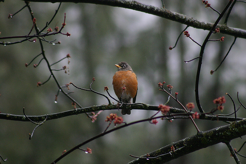 American Robin in the Tree