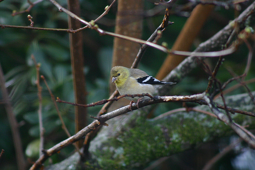 Snow Day Goldfinch