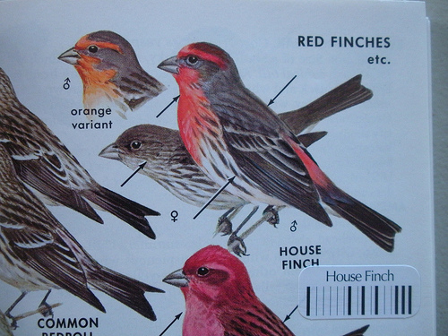 House Finch ID