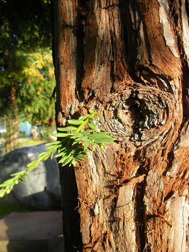 Redwood Tree Study 7