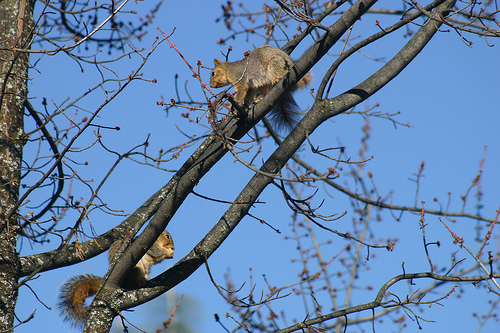 Pair of Squirrels in March