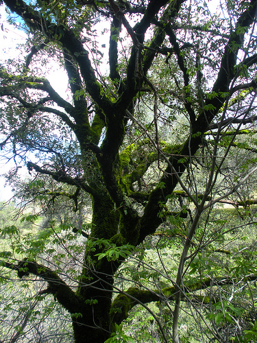 Oak with Moss