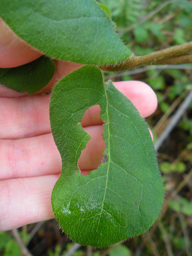 Leaf damaged by insects