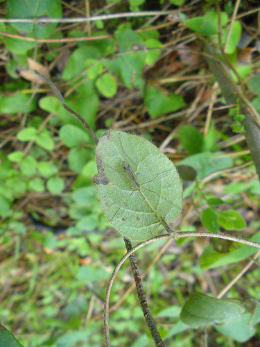 Insect on leaf 