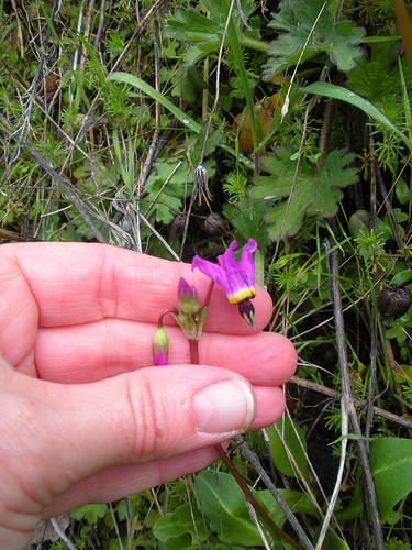 Shooting Star Wildflowers