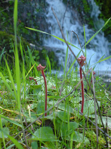 Saxifrage just starting to sprout