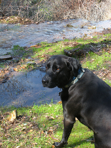 Kona at the Waterfall