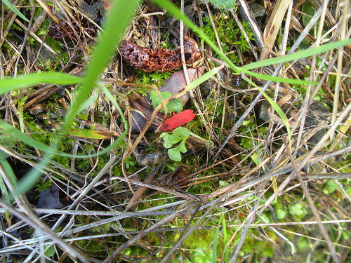 Red Insect 