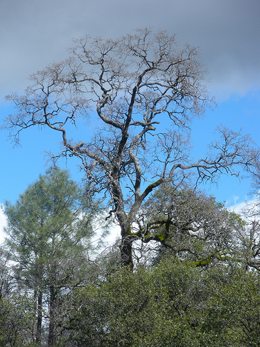 Deciduous Oak and Spring Sky