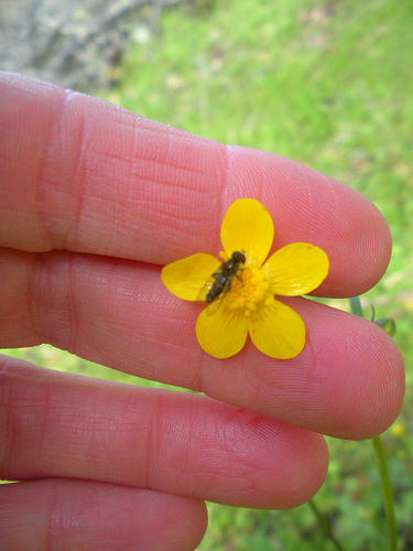 Wildflower and Insect