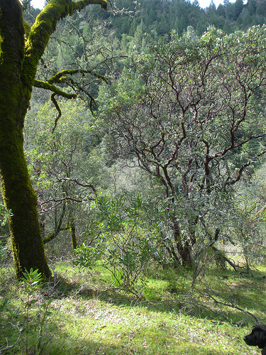 Manzanita and Oak Spring