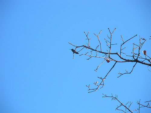 3 11 11 walking trail hummingbird 