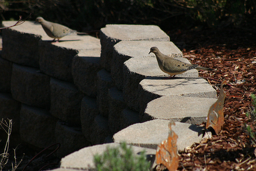 Mourning Doves on the Wall