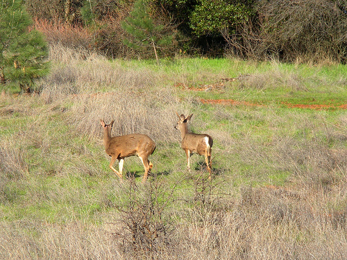 3 11 11 walking trail deer