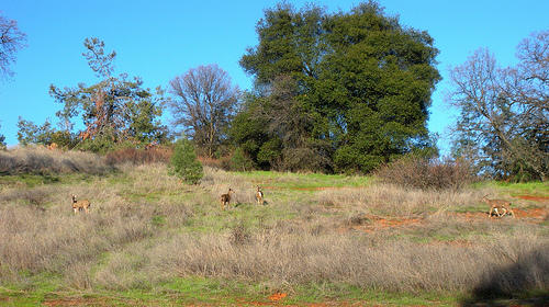 3 11 11 walking trail deer