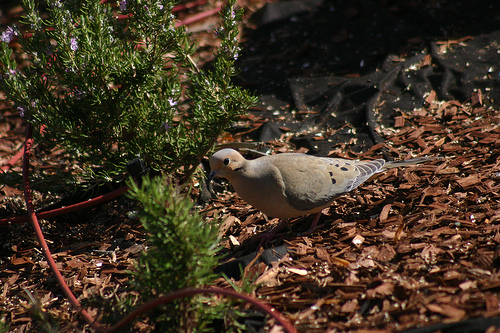 Mourning Dove 1