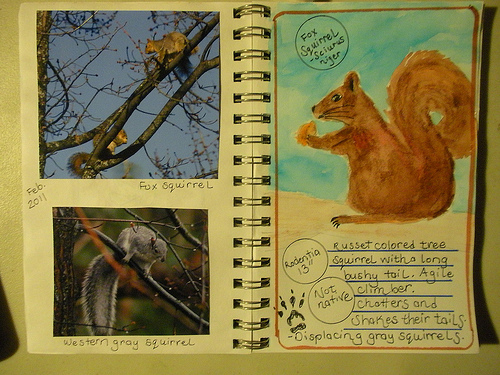 Squirrel watercolor with photos (3)