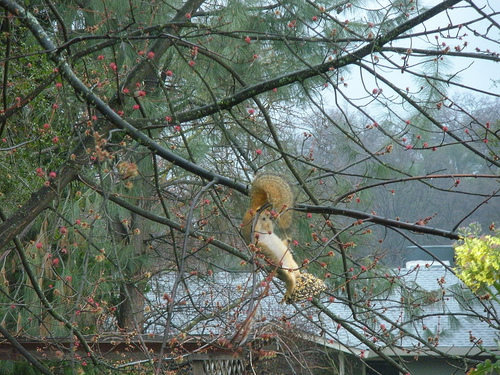 Fox Squirrel eating my seed bell