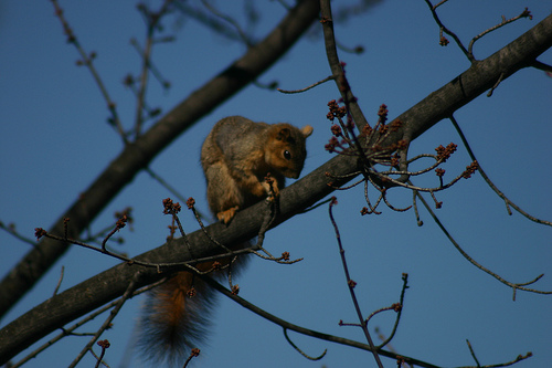 Fox Squirrel in the Tree