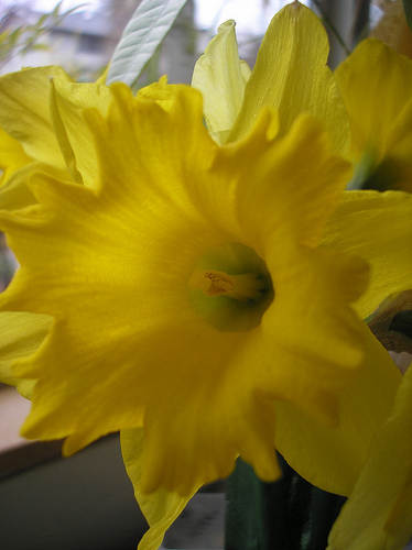 Daffodil 3 16 11