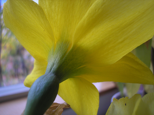 Back of a Daffodil 3 16 11