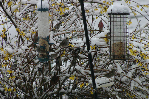 Birdfeeders in the Snow with Forsythia