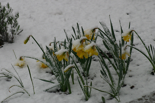 Daffodils in a Spring Snow