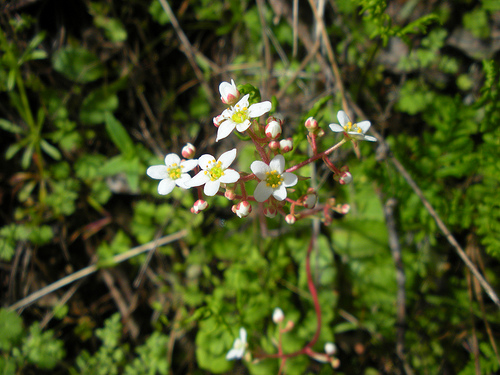 Red Shack 3 22 11 Saxifrage