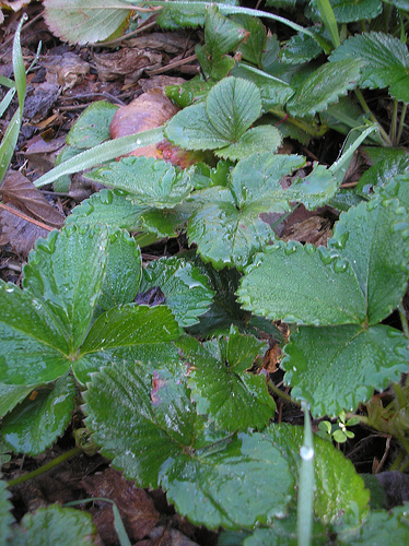 3 29 11 Strawberry leaves