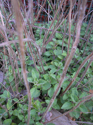 3 29 11 Oregano