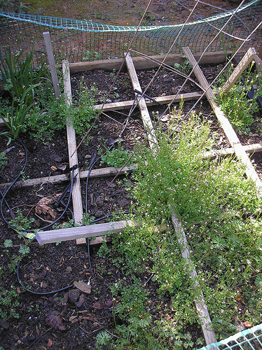 3 29 11 Garden Box with Weeds