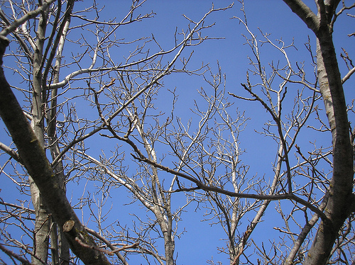 Walnut Tree Branches with Sky