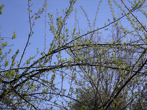Plum Tree -Spring Leaves