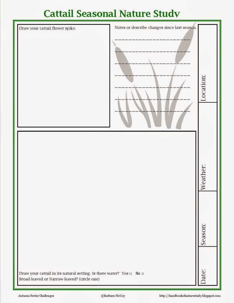 Cattail+Seasonal+Nature+Study+notebook+page.jpg