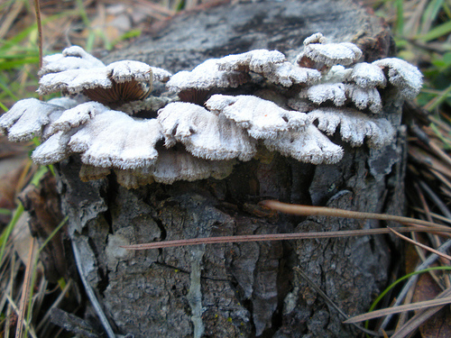 3 28 11 Fungus on stump