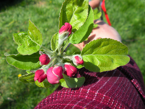 4 12 11 Apple Blossoms