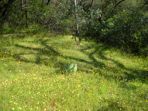 4 11 Buttercups and oaks