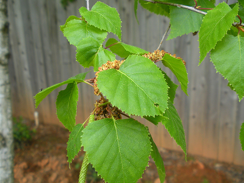 4 18 11 Birch Leaves and catkins