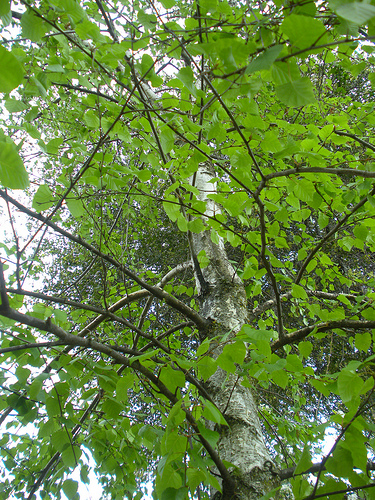 4 18 11 Birch tree limbs