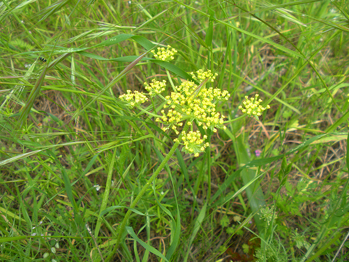 4 23 11 Red Shack wildflowers Sweet Fennel