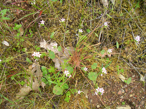 4 23 11 Red Shack wildflowers Miner's Lettuce