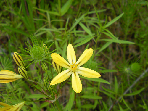 4 23 11 Red Shack wildflowers Pretty Face