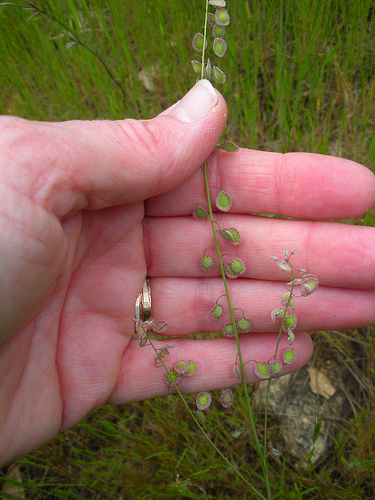 4 23 11 Red Shack wildflowers Hairy Fringepod