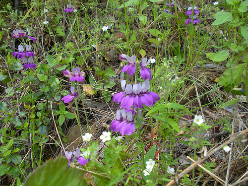 4 23 11 Red Shack wildflowers Chinese Purple houses