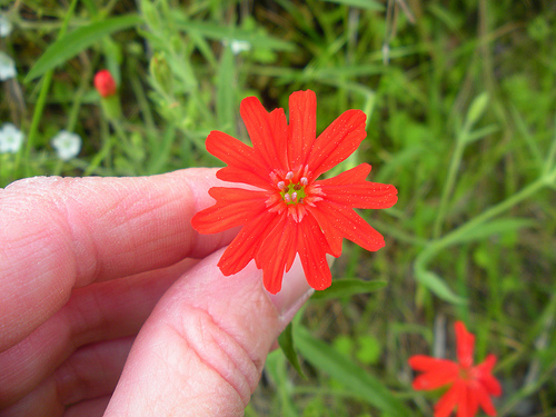 4 23 11 Red Shack wildflowers Indian Pinks