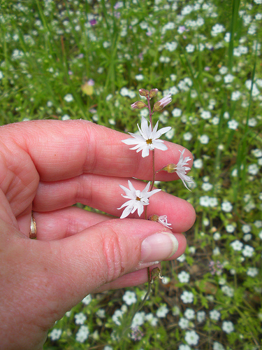 4 23 11 Red Shack wildflowers Woodland Star