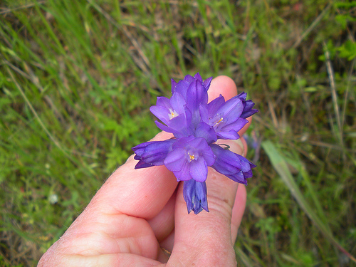 4 23 11 Red Shack wildflowers Blue Dicks